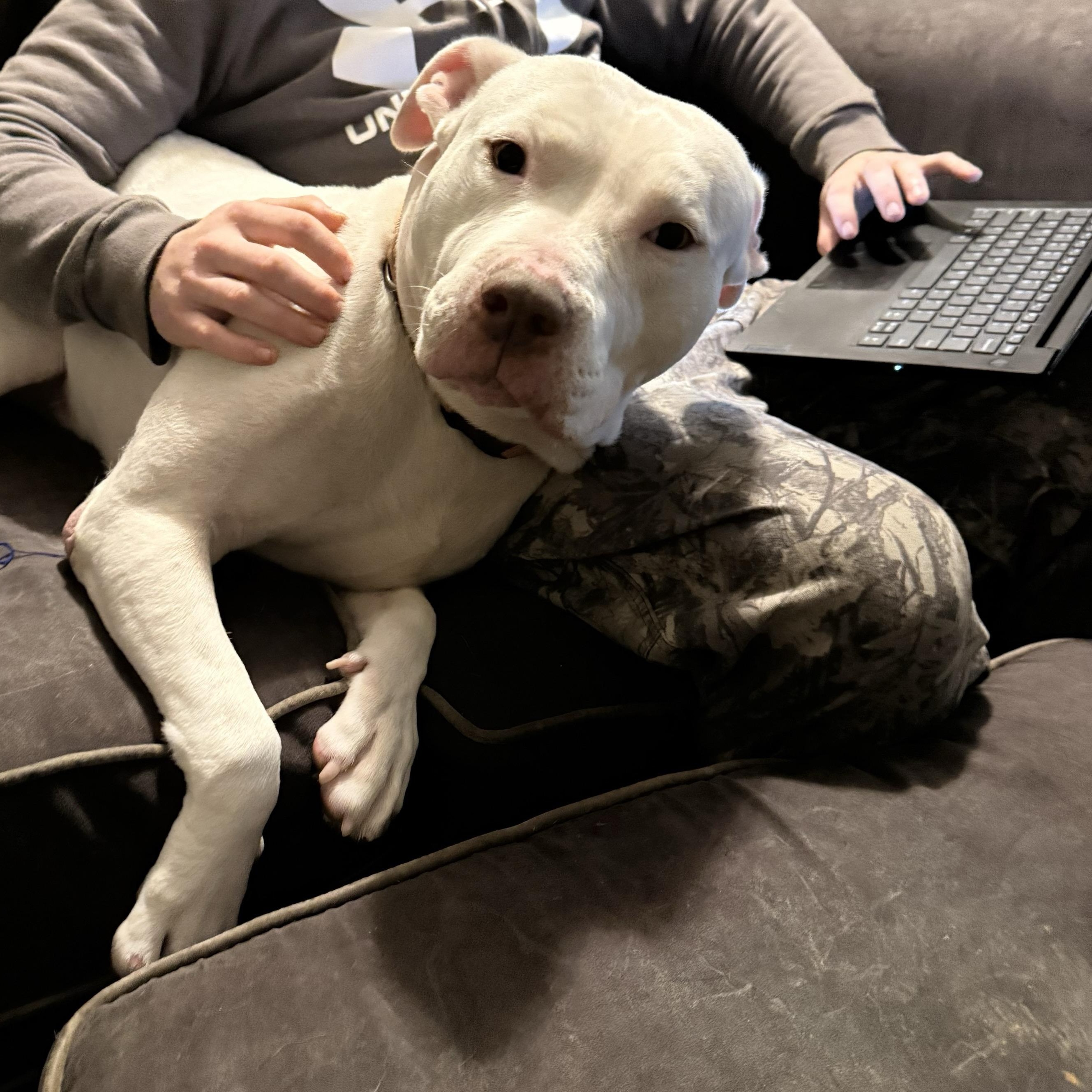 Enlarge Radar, a ADOPTABLE American Staffordshire Terrier in Grand Blanc, MI image 5/6