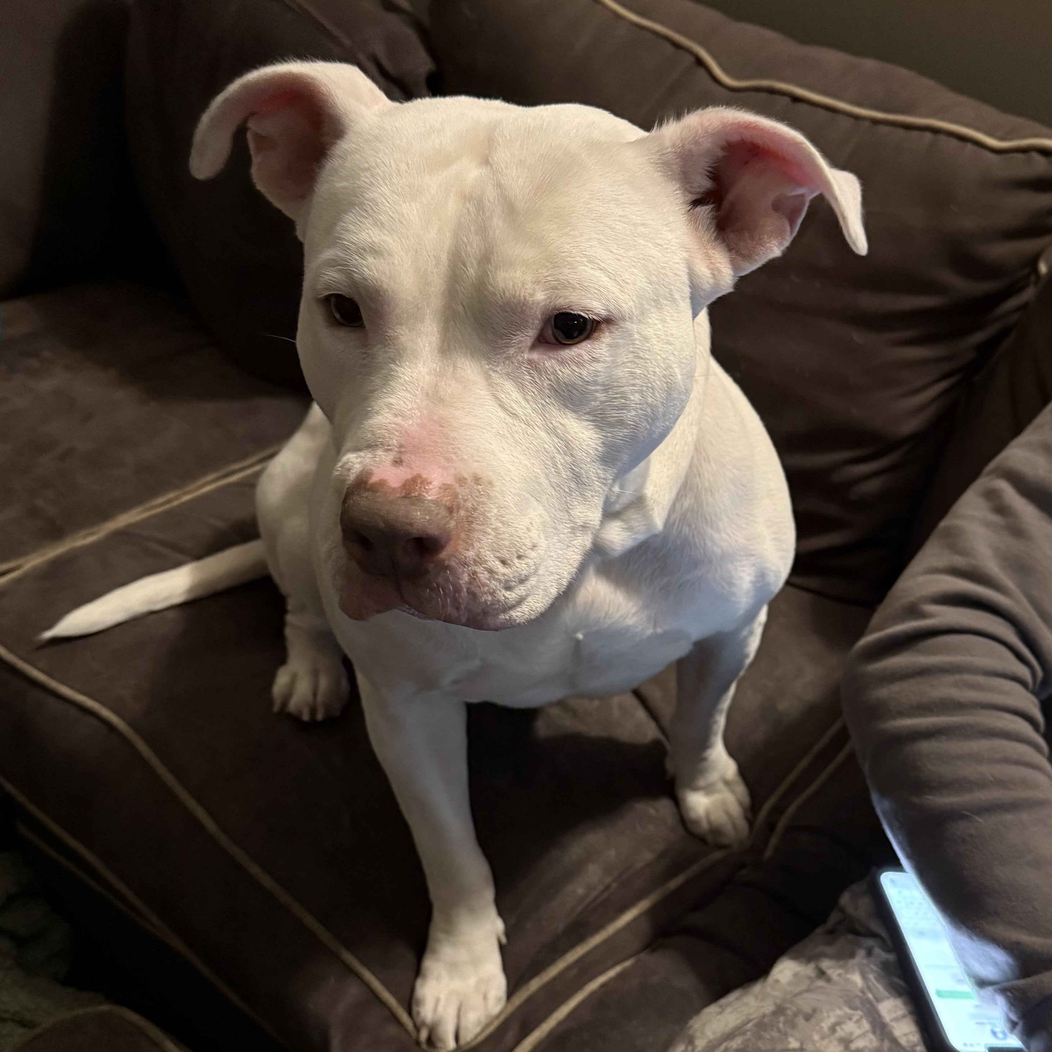 Enlarge Radar, a ADOPTABLE American Staffordshire Terrier in Grand Blanc, MI image 2/6