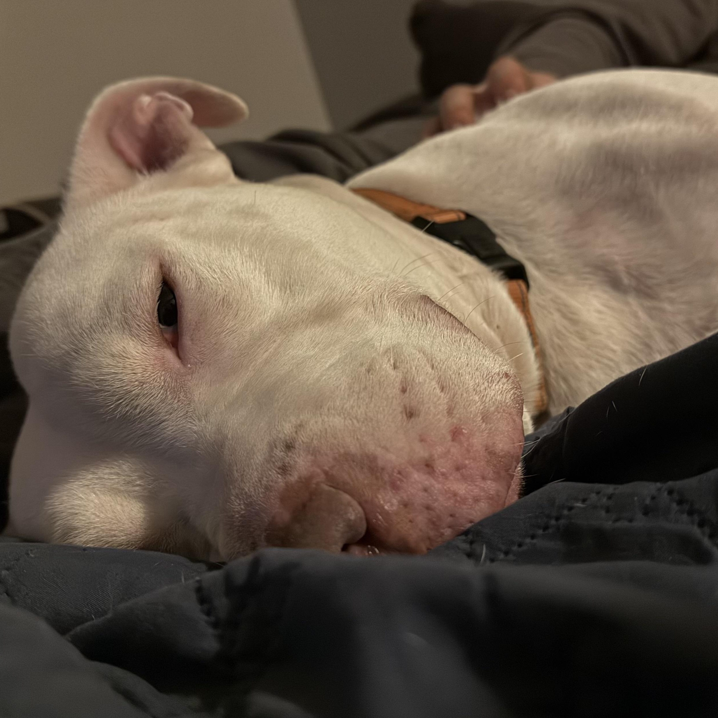 Enlarge Radar, a ADOPTABLE American Staffordshire Terrier in Grand Blanc, MI image 3/6