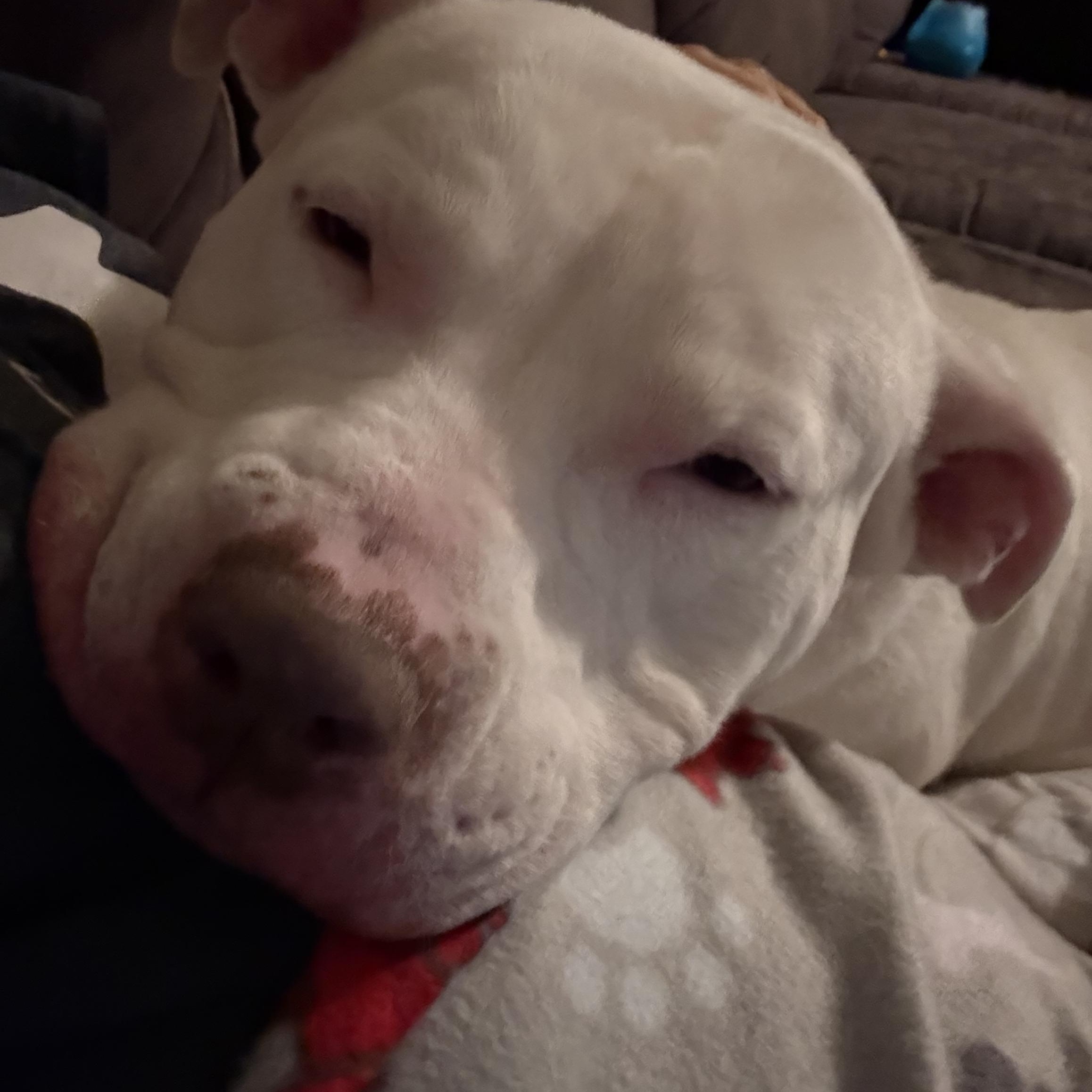 Enlarge Radar, a ADOPTABLE American Staffordshire Terrier in Grand Blanc, MI image 6/6