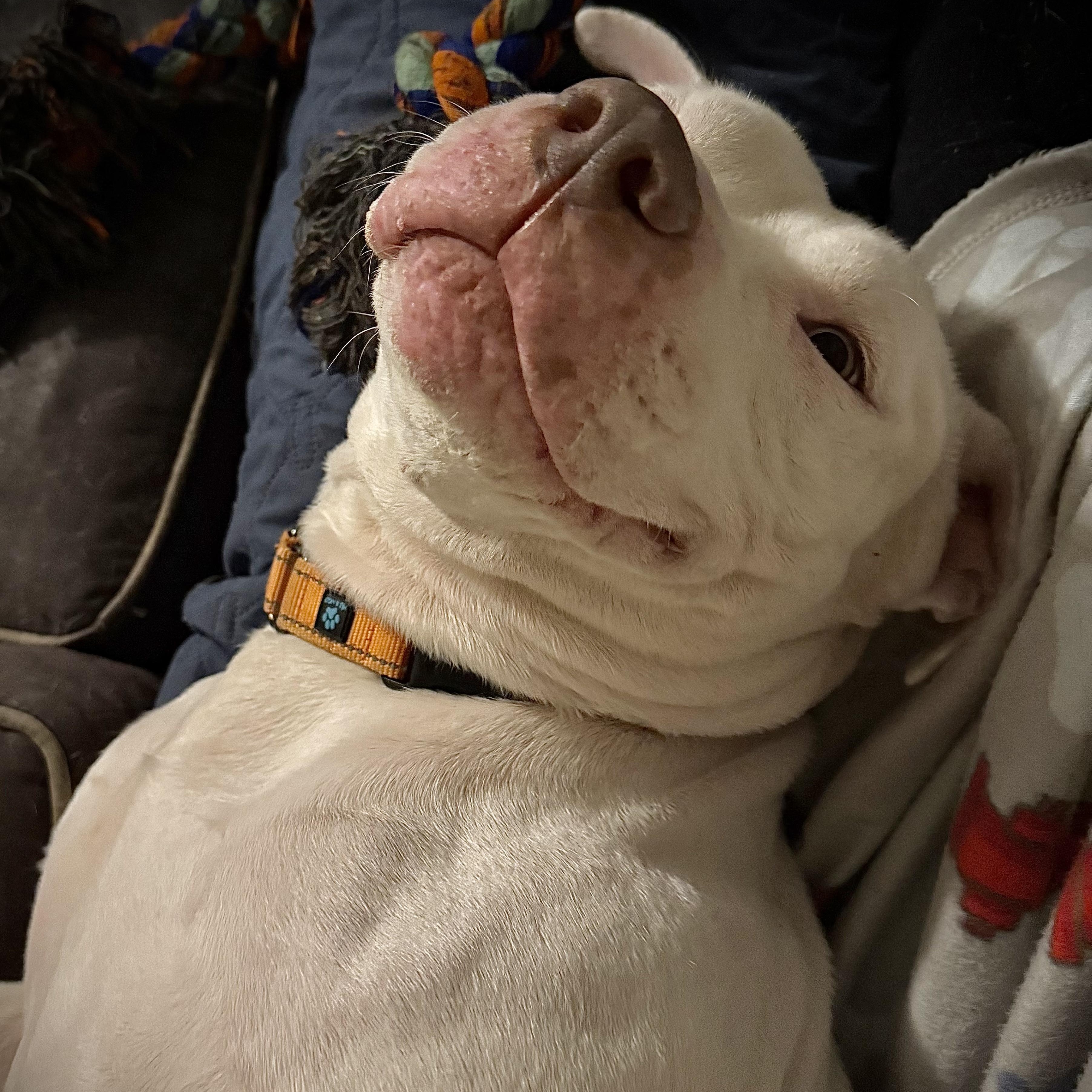 Enlarge Radar, a ADOPTABLE American Staffordshire Terrier in Grand Blanc, MI image 1/6