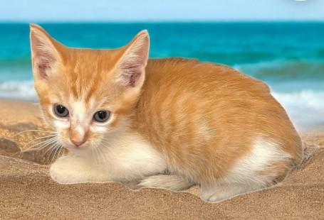 Enlarge Marty, an adopted Domestic Short Hair in DELRAY Beach, FL image 2/2