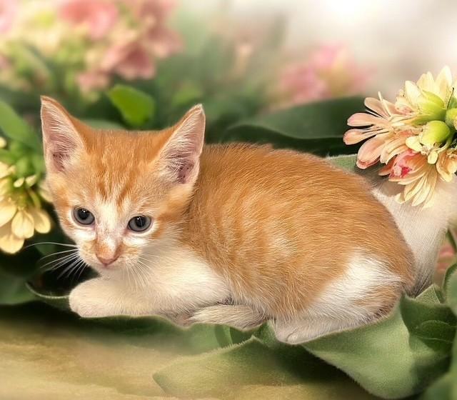 Enlarge Marty, an adopted Domestic Short Hair in DELRAY Beach, FL image 1/2