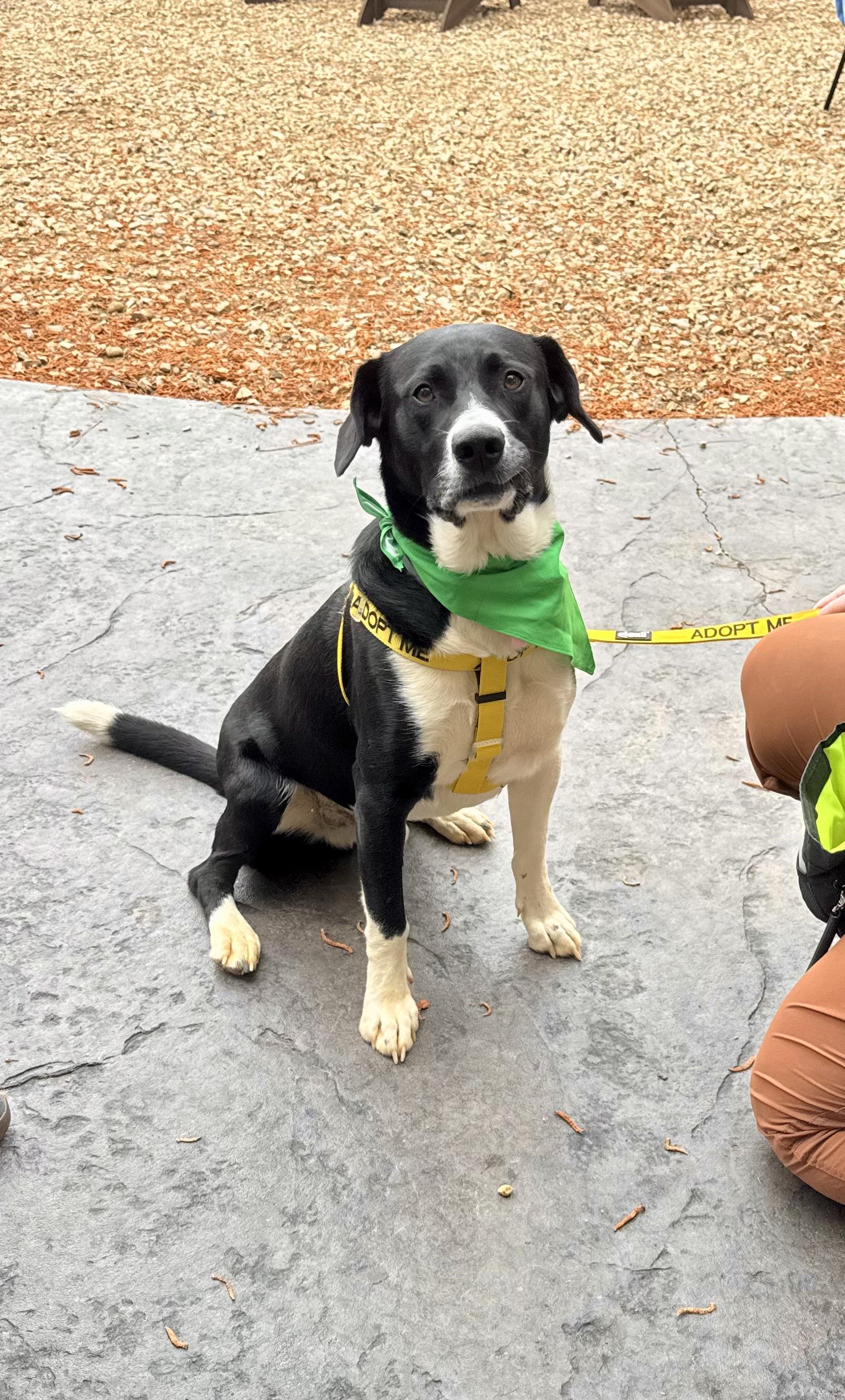 Nova, ADOPTABLE, Adult Male Black Labrador Retriever & Border Collie.