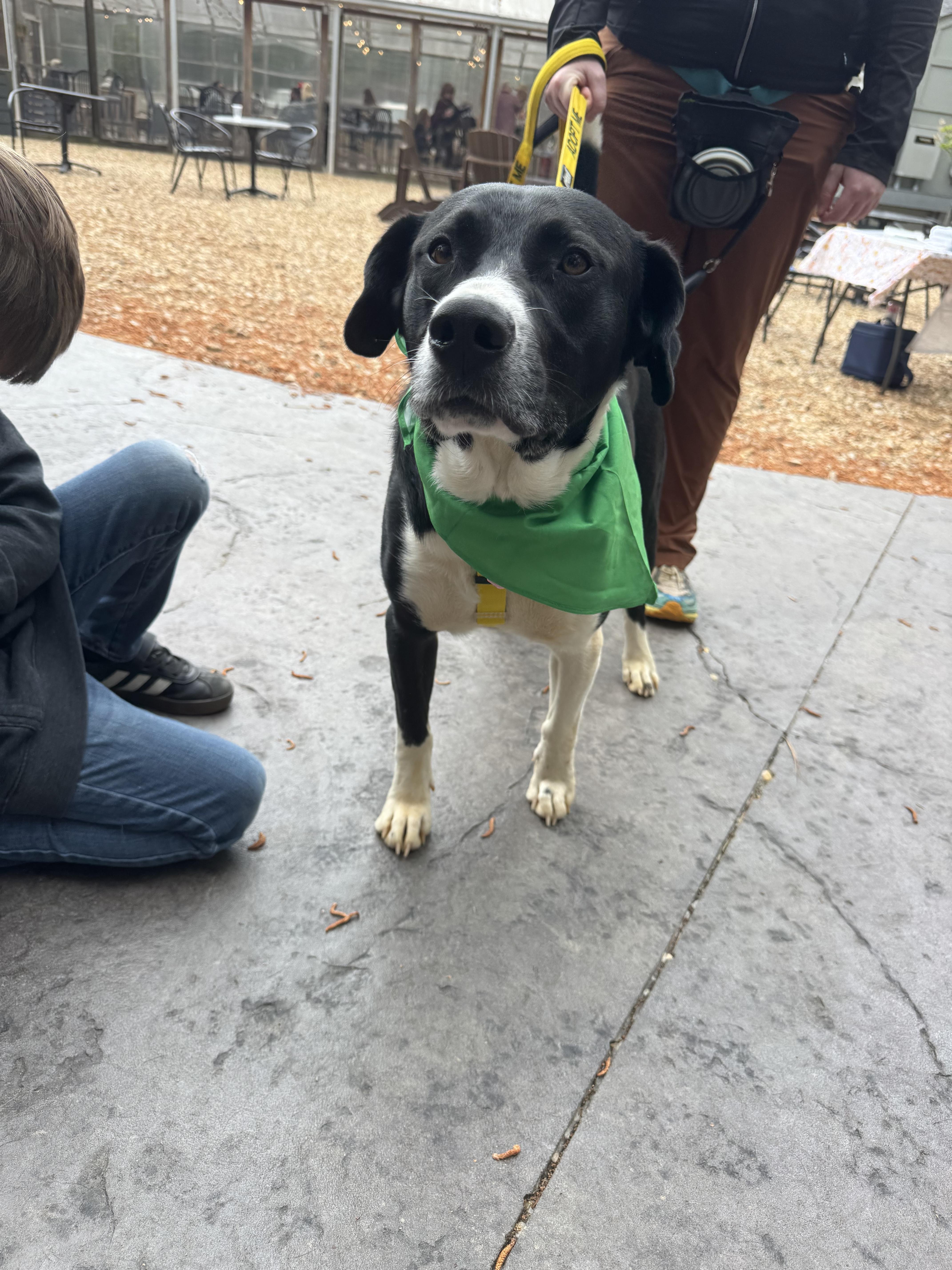 Enlarge Nova, a ADOPTABLE mixed breed in Providence Forge, VA image 2/2