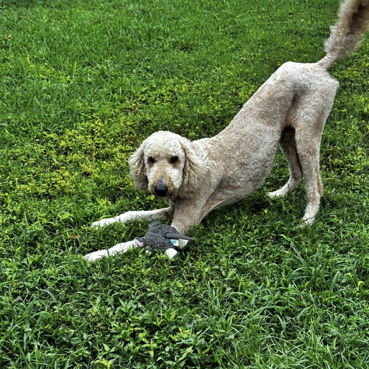 Ozzy, ADOPTABLE, Adult Male Poodle & Golden Retriever.