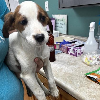 Cheech, Adoptable, Puppy Male Mixed Breed & Mixed Breed.