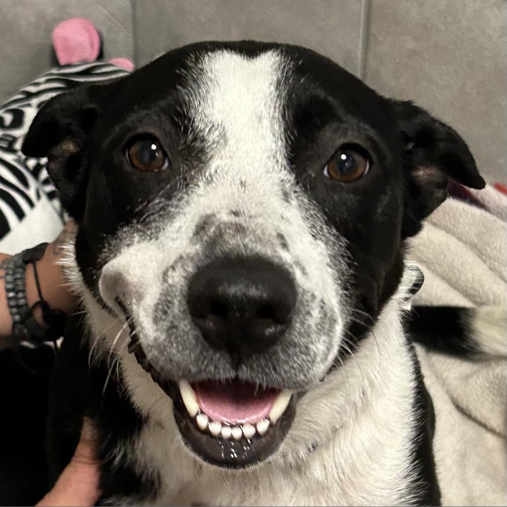 Enlarge Babygurl, a Adoptable Mixed Breed in Poplar Bluff, MO image 1/1