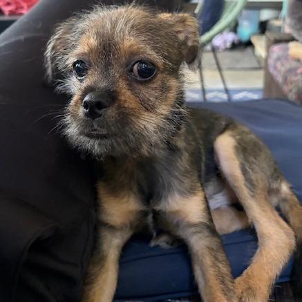 Geoff, Adoptable, Puppy Male Brussels Griffon & Yorkshire Terrier.