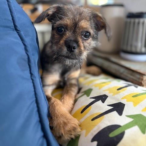 Enlarge Geoff, a Adoptable mixed breed in Kansas City, MO image 3/6