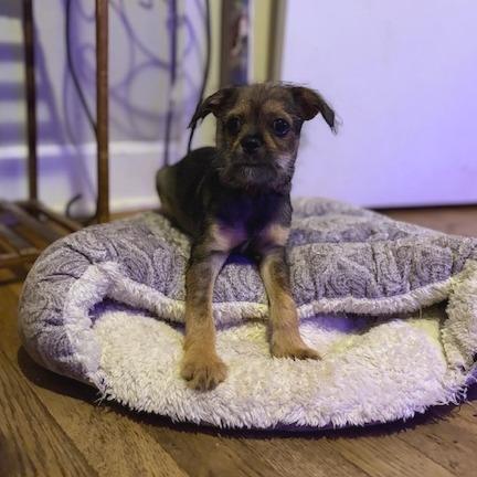 Enlarge Geoff, a Adoptable mixed breed in Kansas City, MO image 6/6