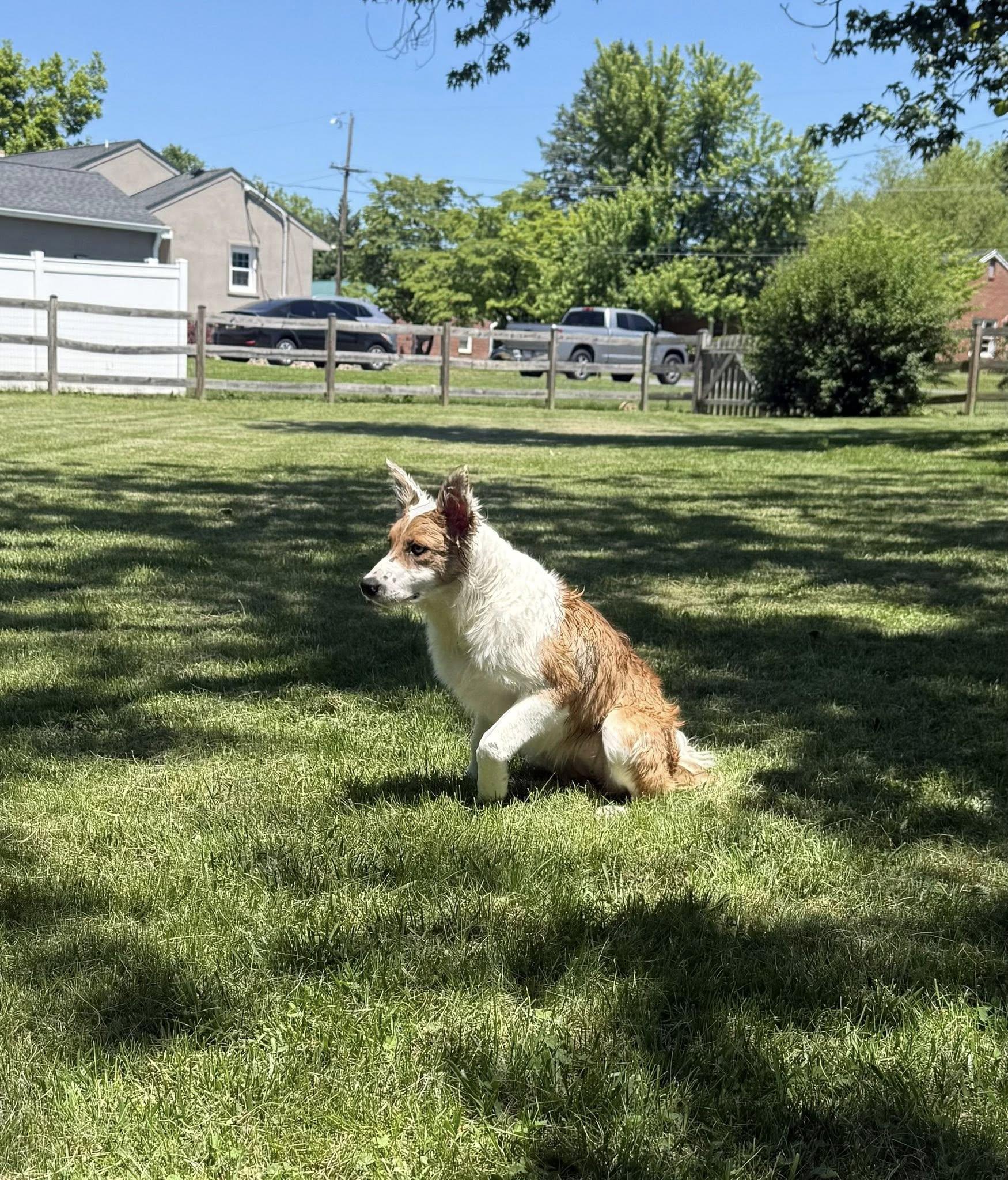 Enlarge Socket, a Adoptable Border Collie in Hagerstown, MD image 2/3