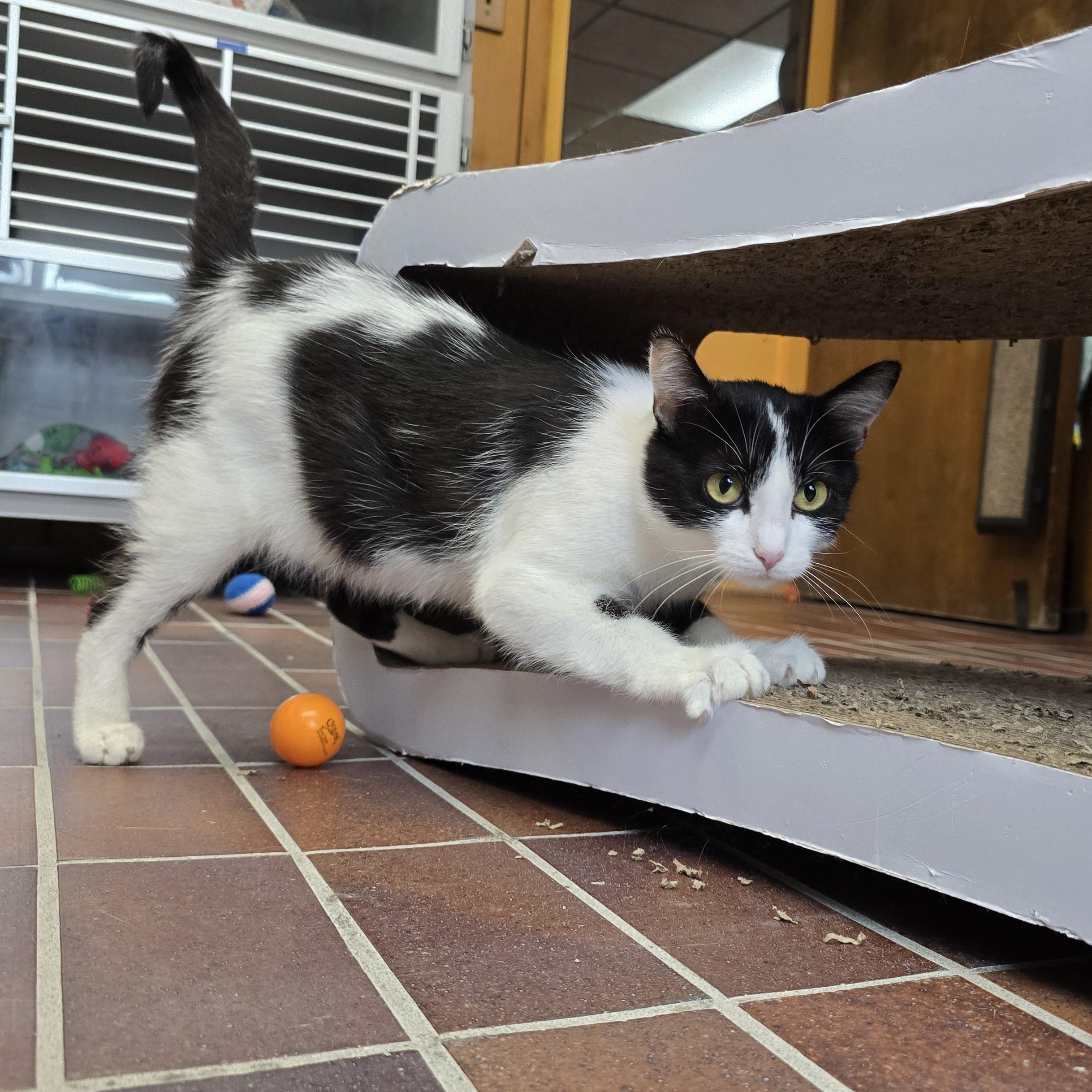 Gretta, a ADOPTABLE Domestic Short Hair in Des Moines, IA image 2/3