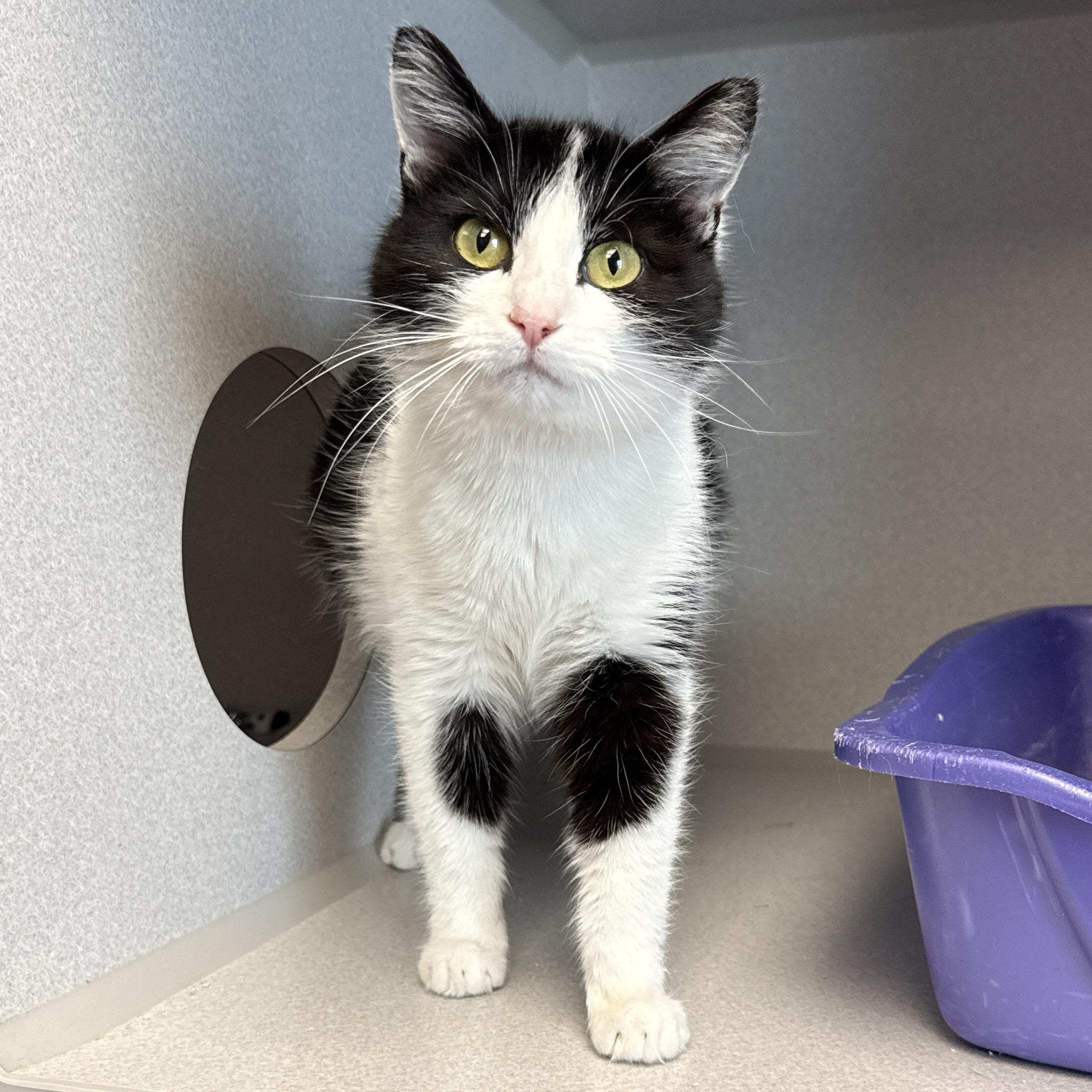 Gretta, a ADOPTABLE Domestic Short Hair in Des Moines, IA image 3/3