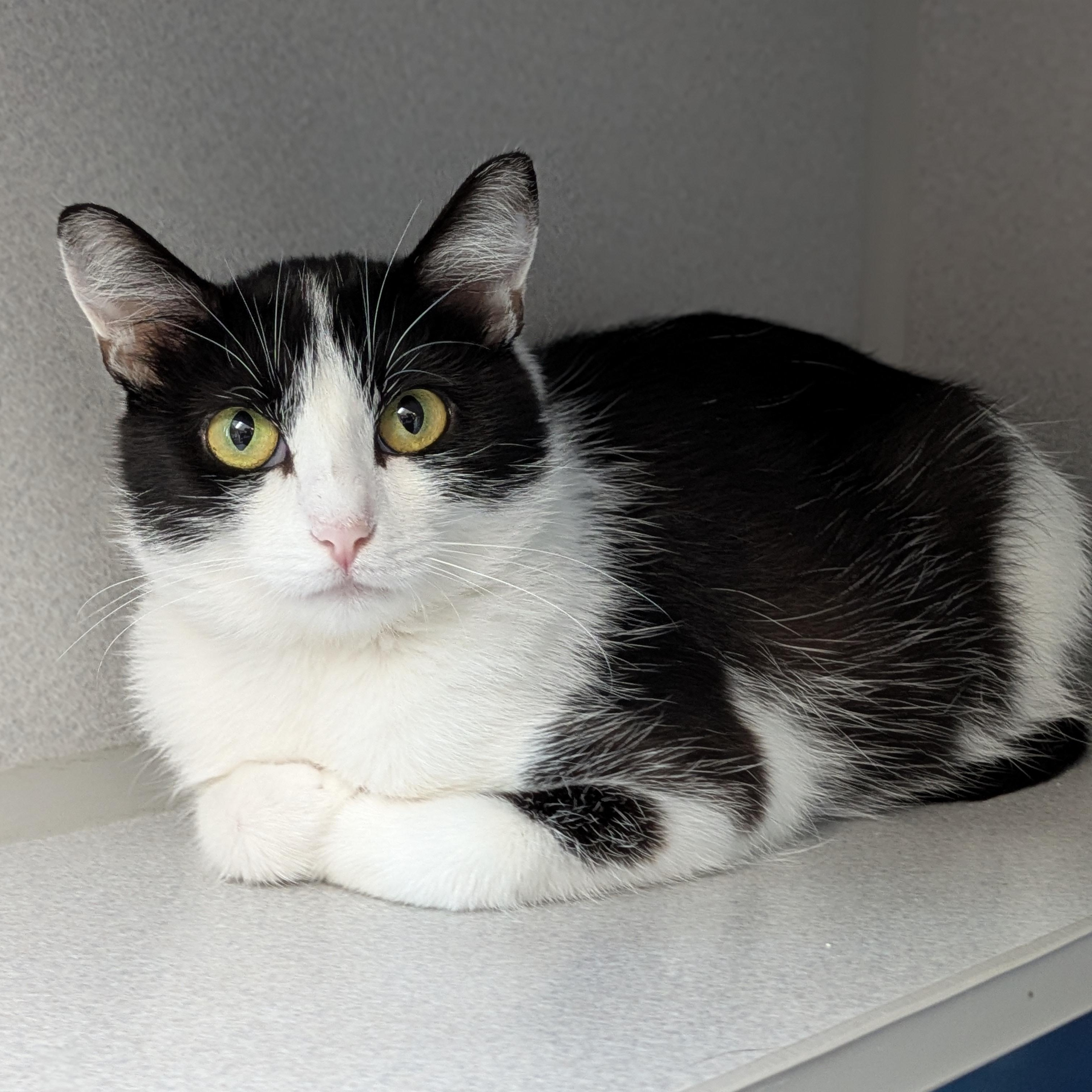 Gretta, ADOPTABLE, Young Female Domestic Short Hair.