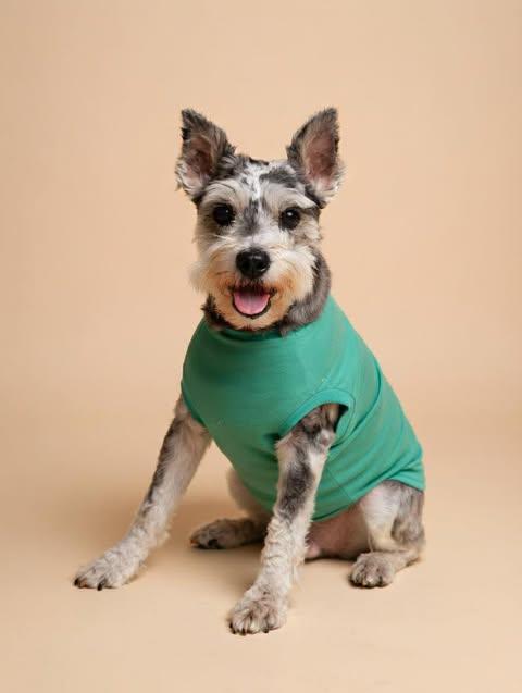 Jewels, a ADOPTABLE mixed breed in Wichita Falls, TX image 4/4