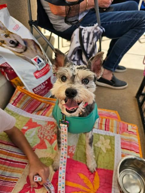 Jewels, a ADOPTABLE mixed breed in Wichita Falls, TX image 2/4