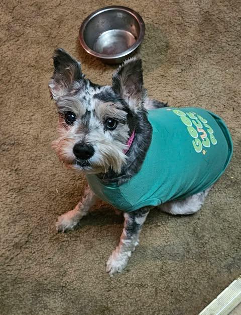 Jewels, ADOPTABLE, Senior Female Miniature Schnauzer.