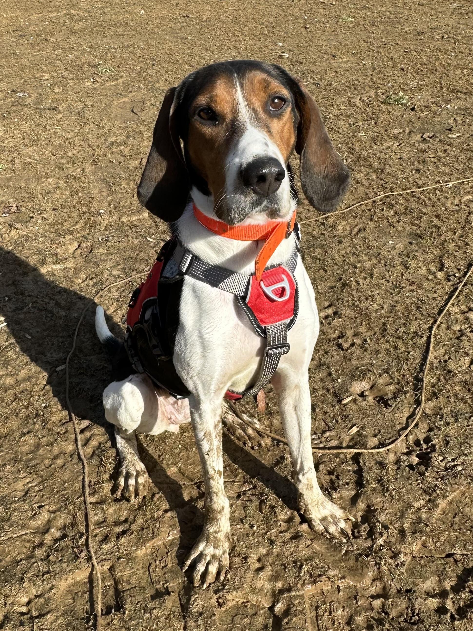 Enlarge Anna, a ADOPTABLE mixed breed in Murray, KY image 3/6