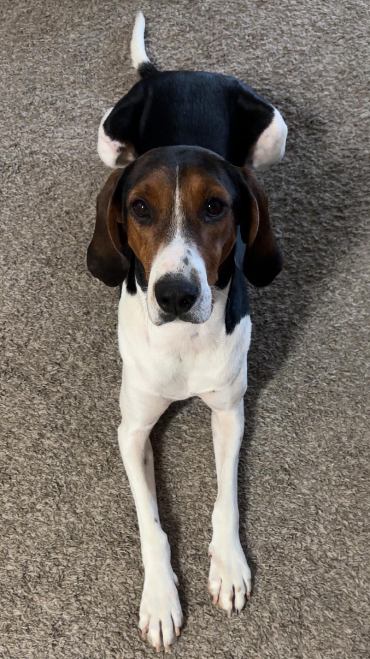 Enlarge Anna, a ADOPTABLE mixed breed in Murray, KY image 2/6