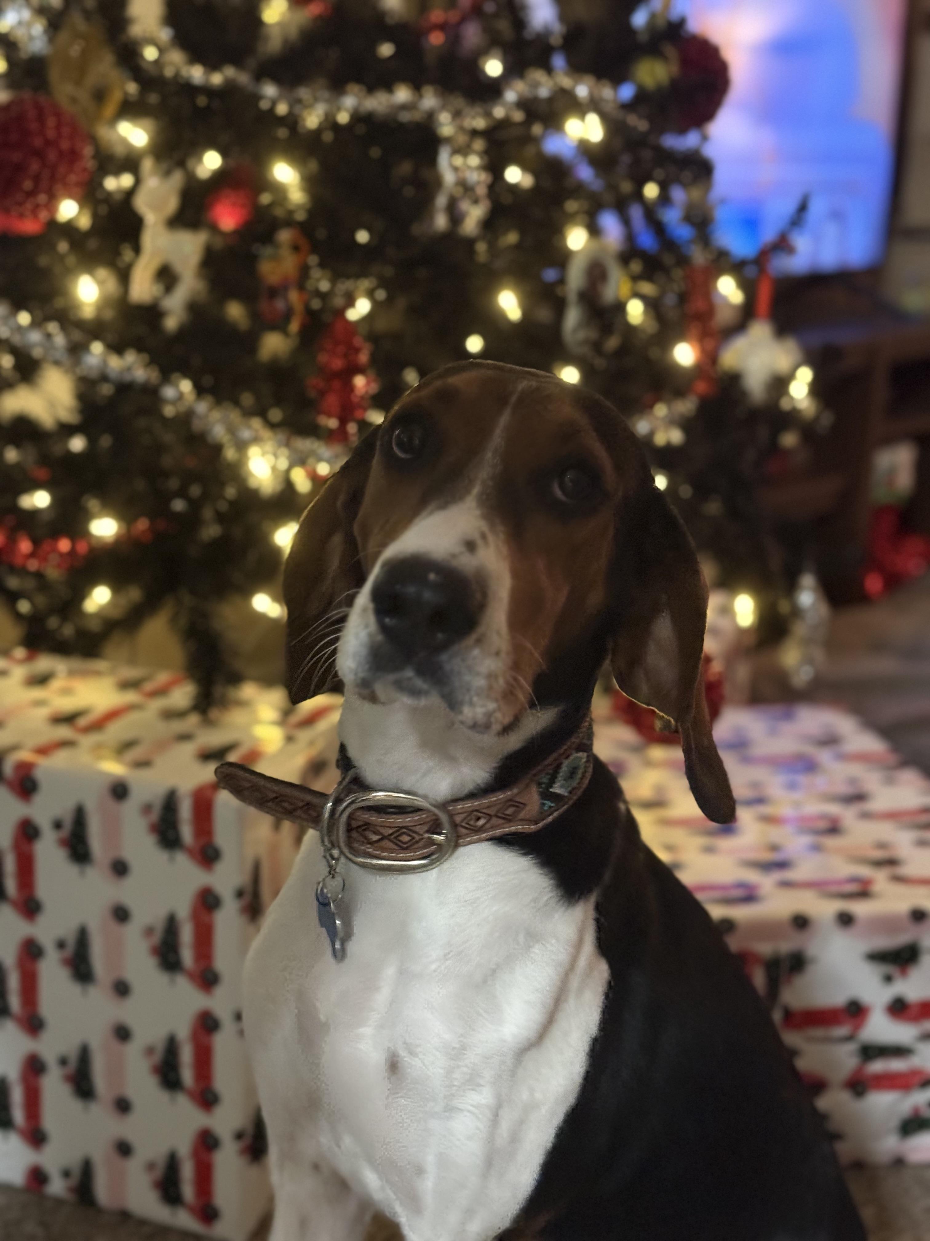 Enlarge Anna, a ADOPTABLE mixed breed in Murray, KY image 6/6