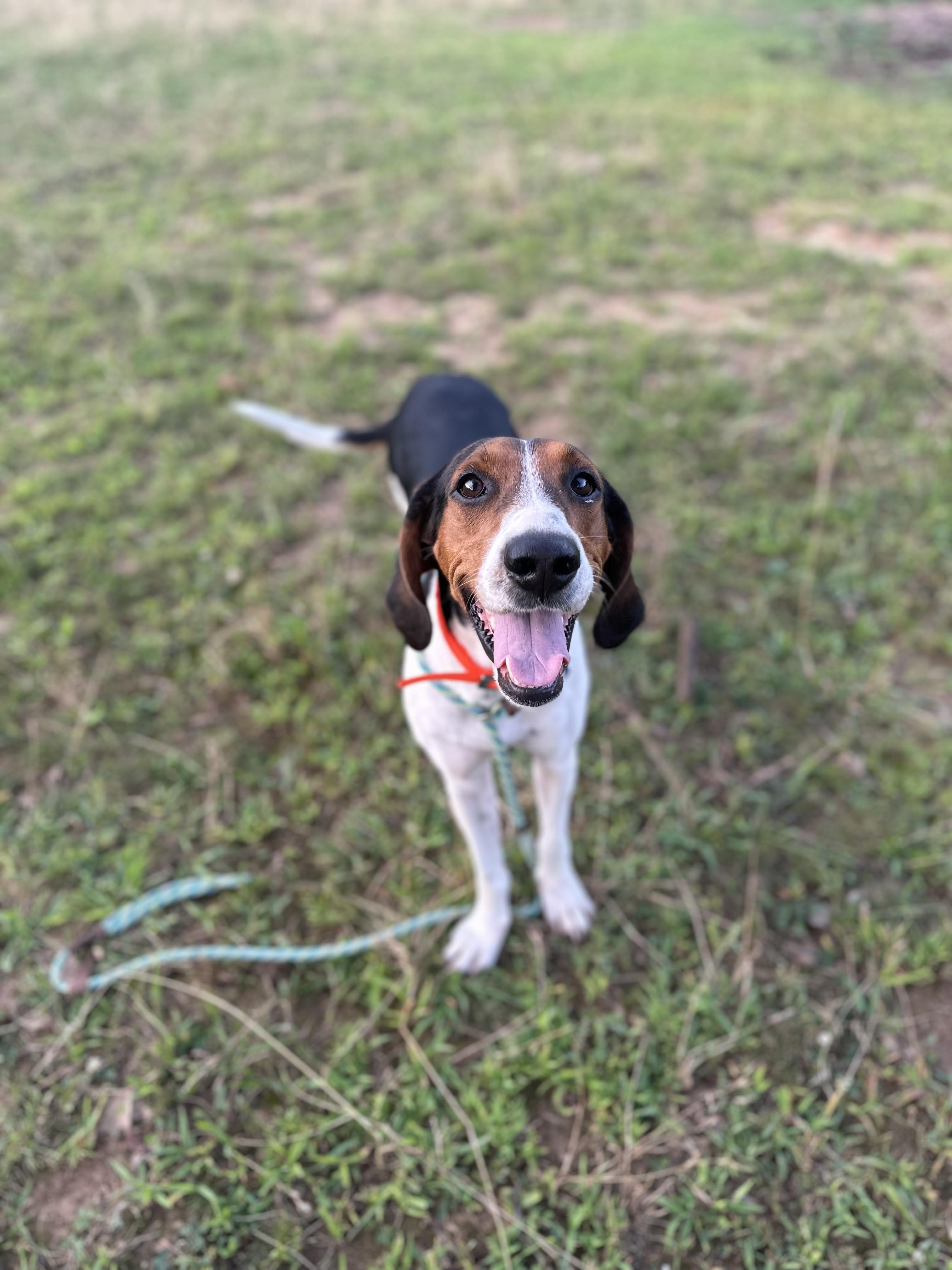 Anna, ADOPTABLE, Adult Female Treeing Walker Coonhound.