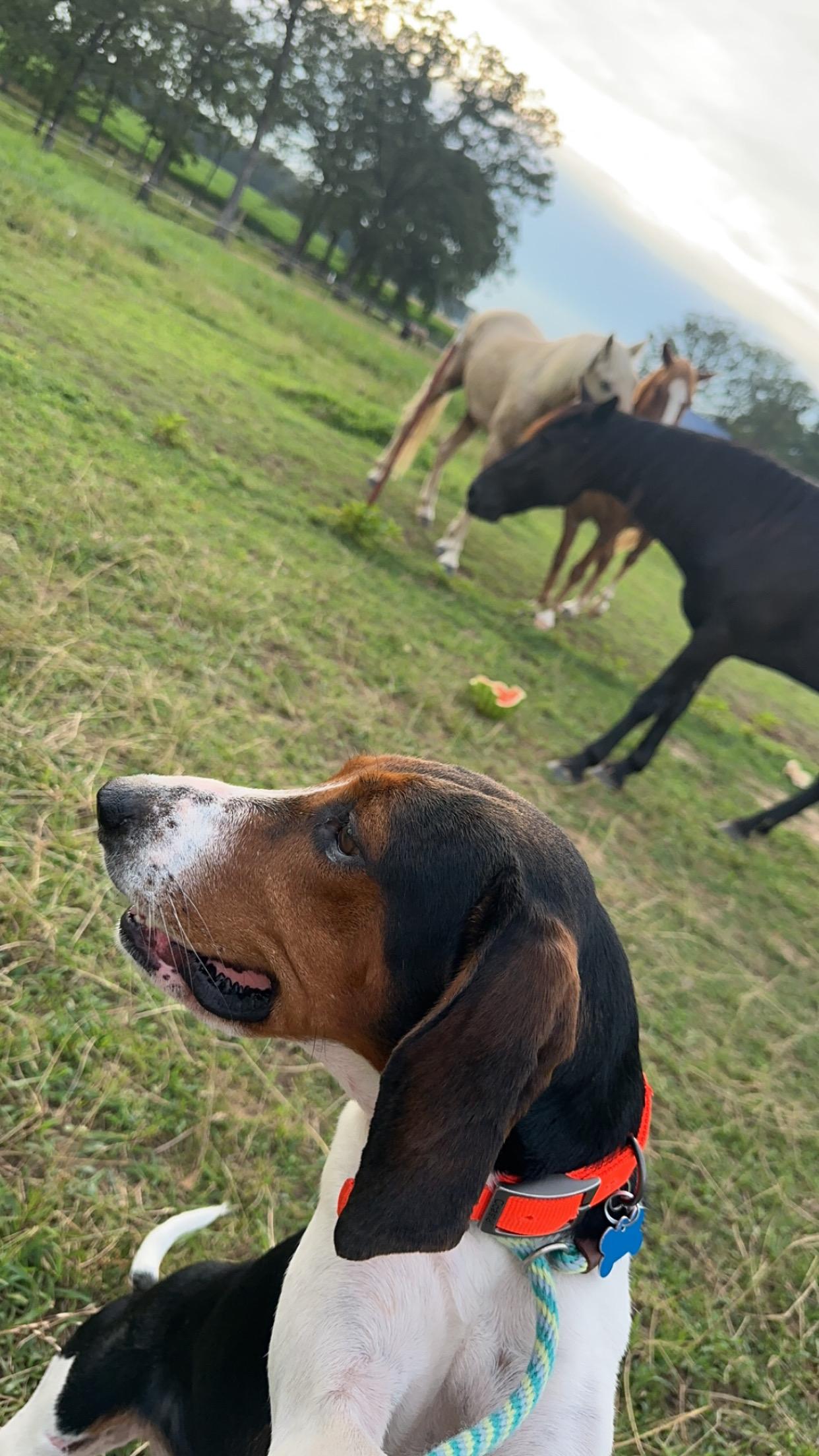 Enlarge Anna, a ADOPTABLE mixed breed in Murray, KY image 5/6