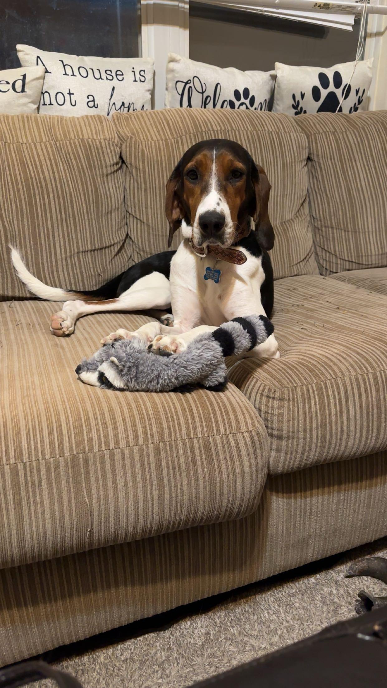 Enlarge Anna, a ADOPTABLE mixed breed in Murray, KY image 4/6