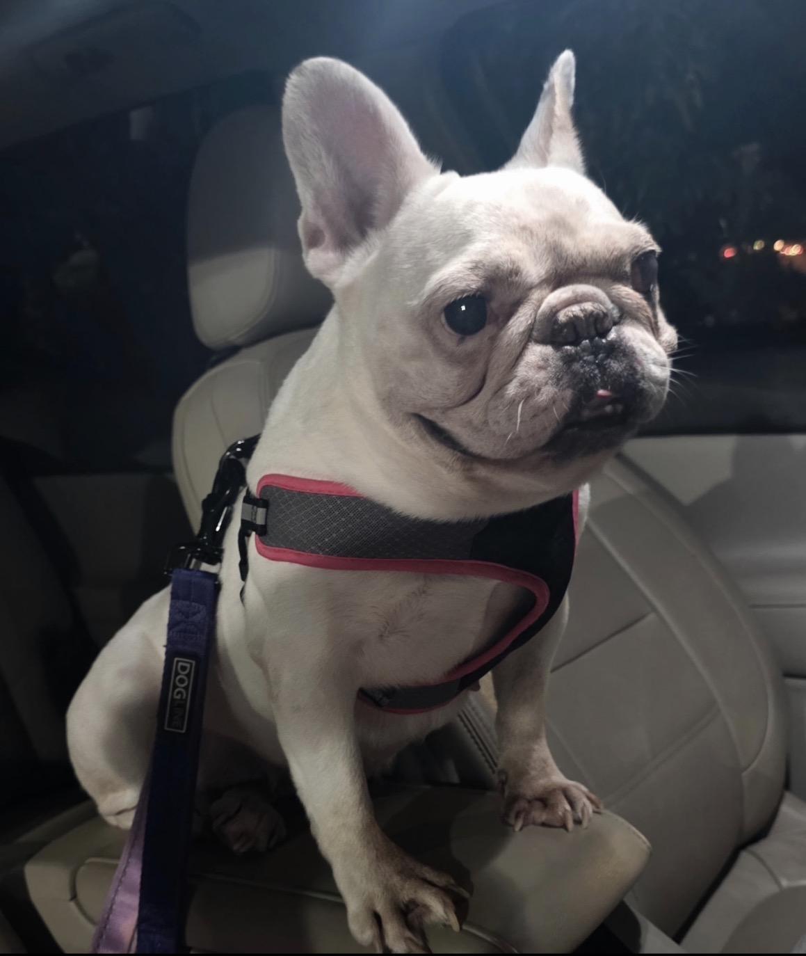 Enlarge Pickles , a ADOPTABLE French Bulldog in Boca Raton, FL image 1/1