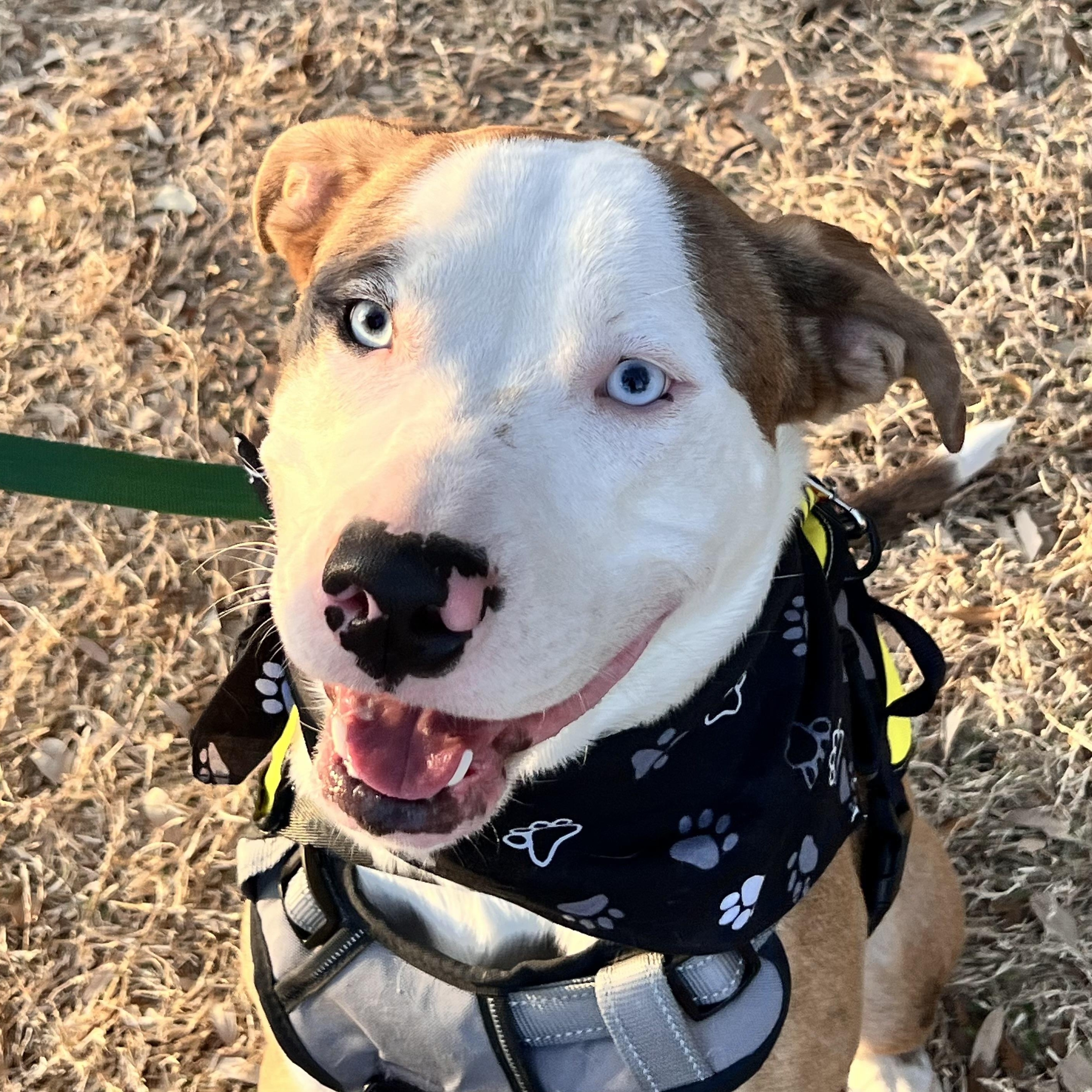 Brady — thumbnail 2