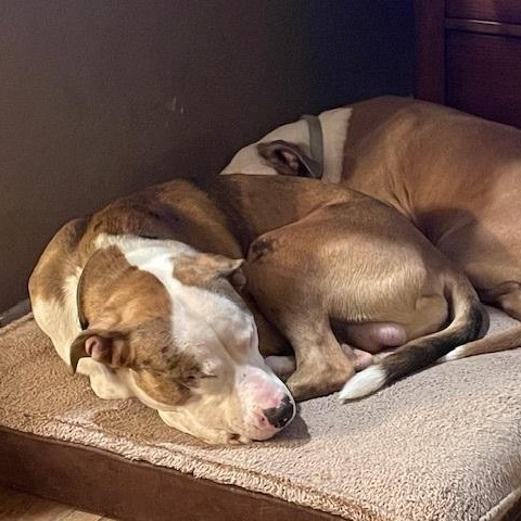 Brady — thumbnail 4