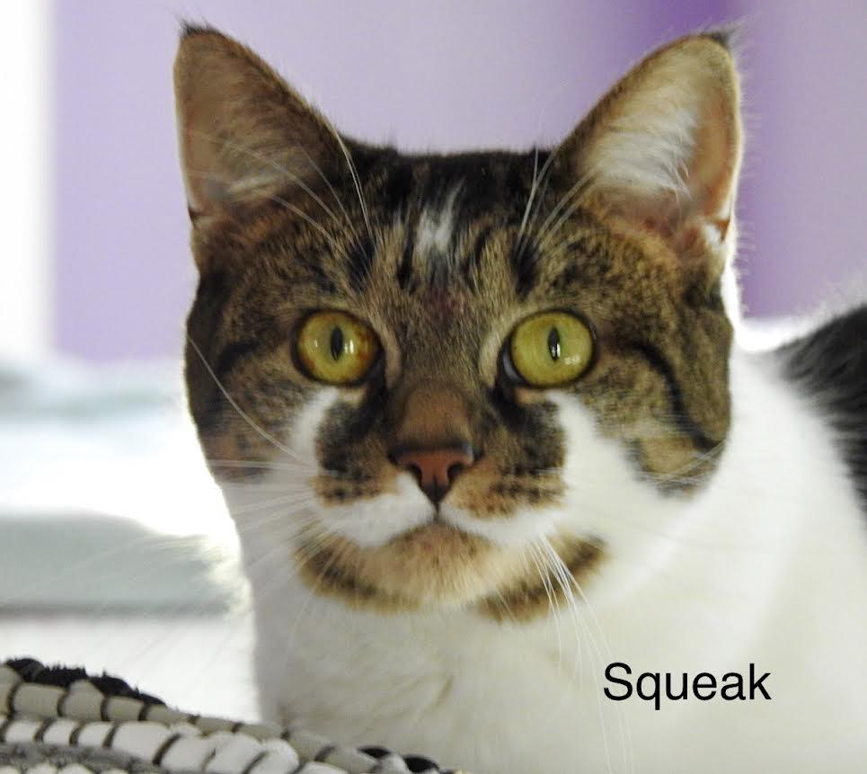 Squeak, Adoptable, Adult Female Domestic Short Hair.