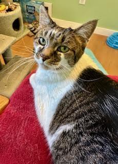 Enlarge Squeak, a Adoptable Domestic Short Hair in Wells, ME image 2/3