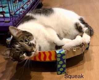 Enlarge Squeak, a Adoptable Domestic Short Hair in Wells, ME image 3/3