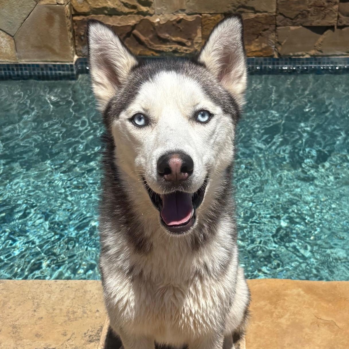 NAVY, Adult Male Siberian Husky