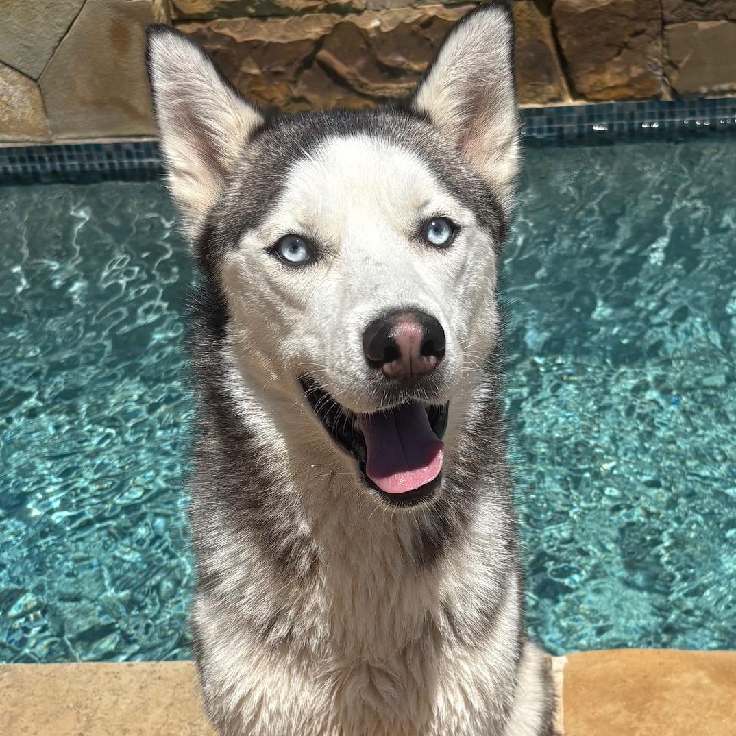 NAVY, a Adoptable Siberian Husky in Fort Worth , TX image 5/6