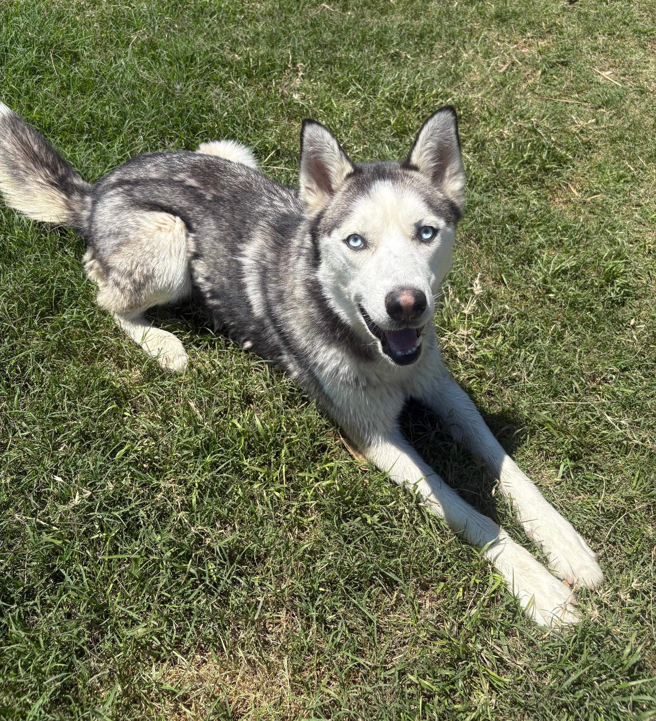 NAVY, a Adoptable Siberian Husky in Fort Worth , TX image 2/6