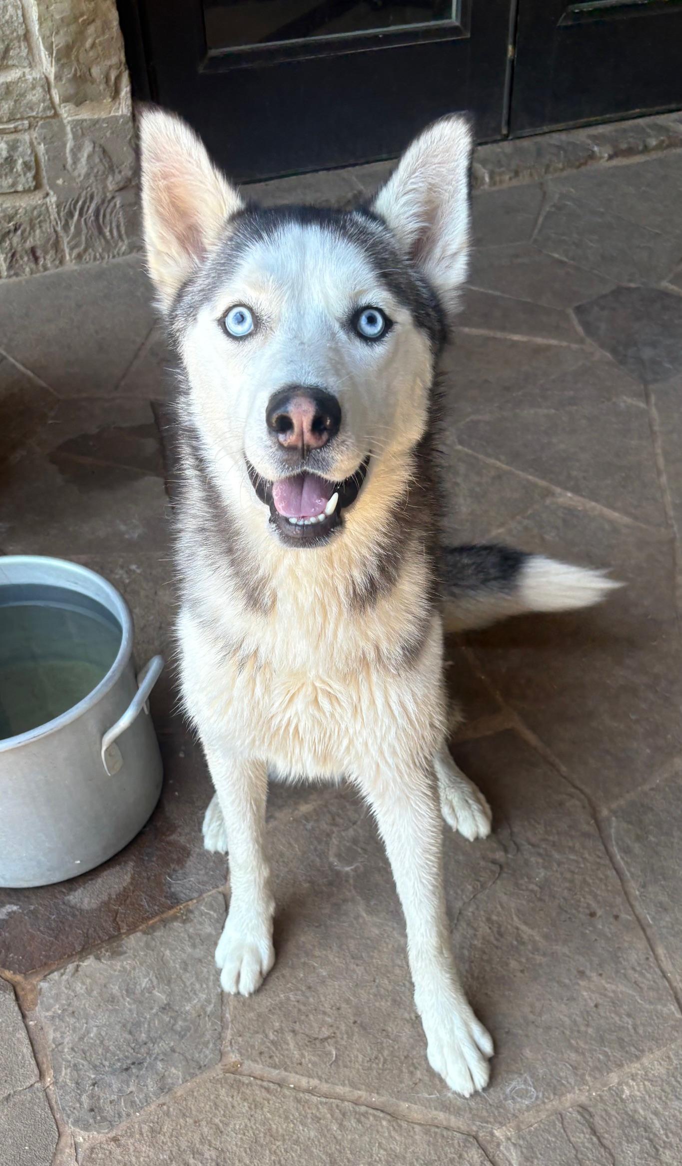NAVY, a Adoptable Siberian Husky in Fort Worth , TX image 3/6
