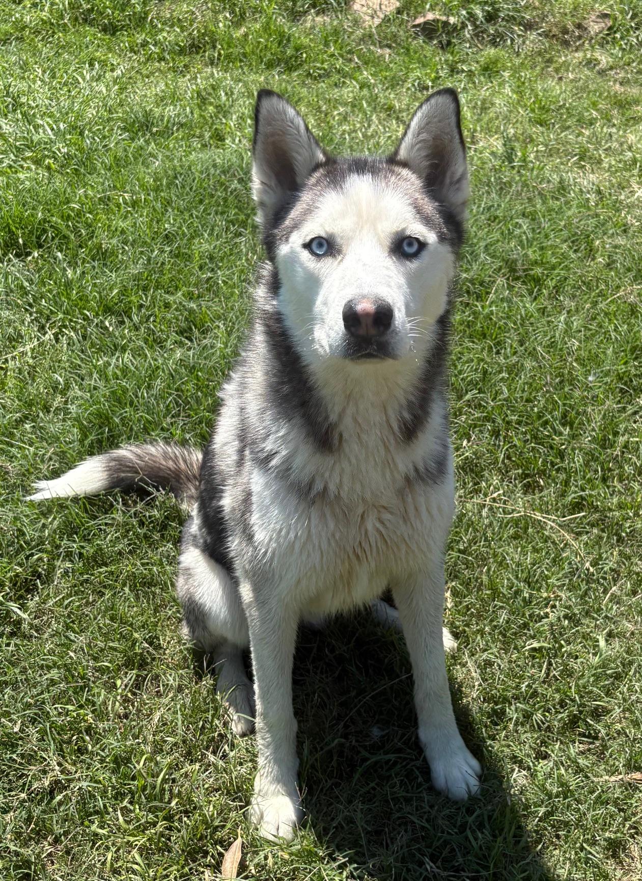 NAVY, a Adoptable Siberian Husky in Fort Worth , TX image 6/6
