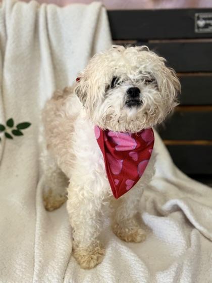 Bentley — thumbnail 2