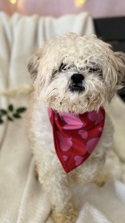 Bentley — thumbnail 3