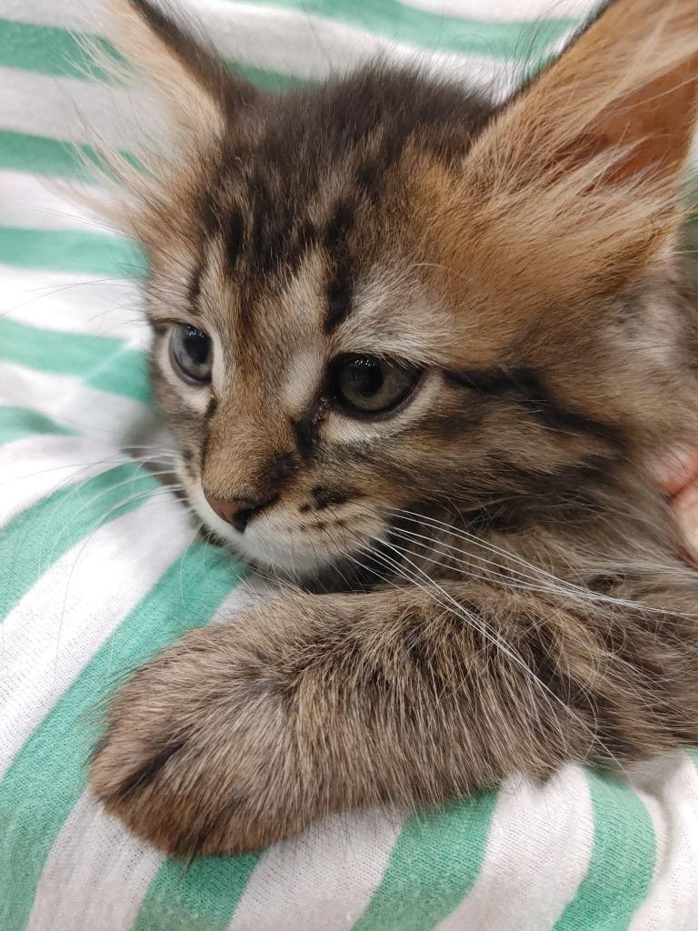 Bernice, Adoptable, Kitten Female Domestic Medium Hair.