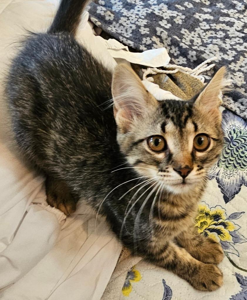 Enlarge Bernice, a Adoptable mixed breed in Shawnee, KS image 2/2