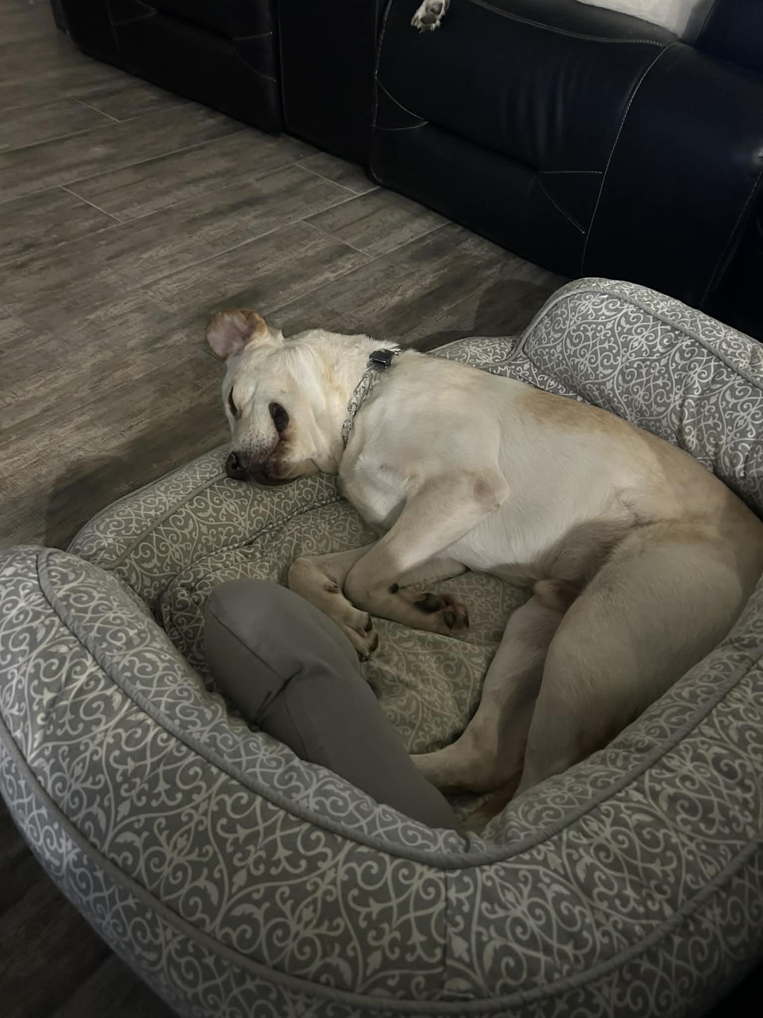 Roscoe, a ADOPTABLE mixed breed in Temple, TX image 2/5