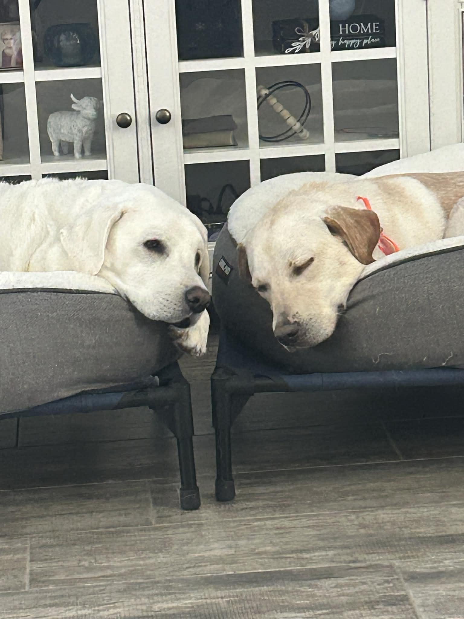 Roscoe, a ADOPTABLE mixed breed in Temple, TX image 3/5