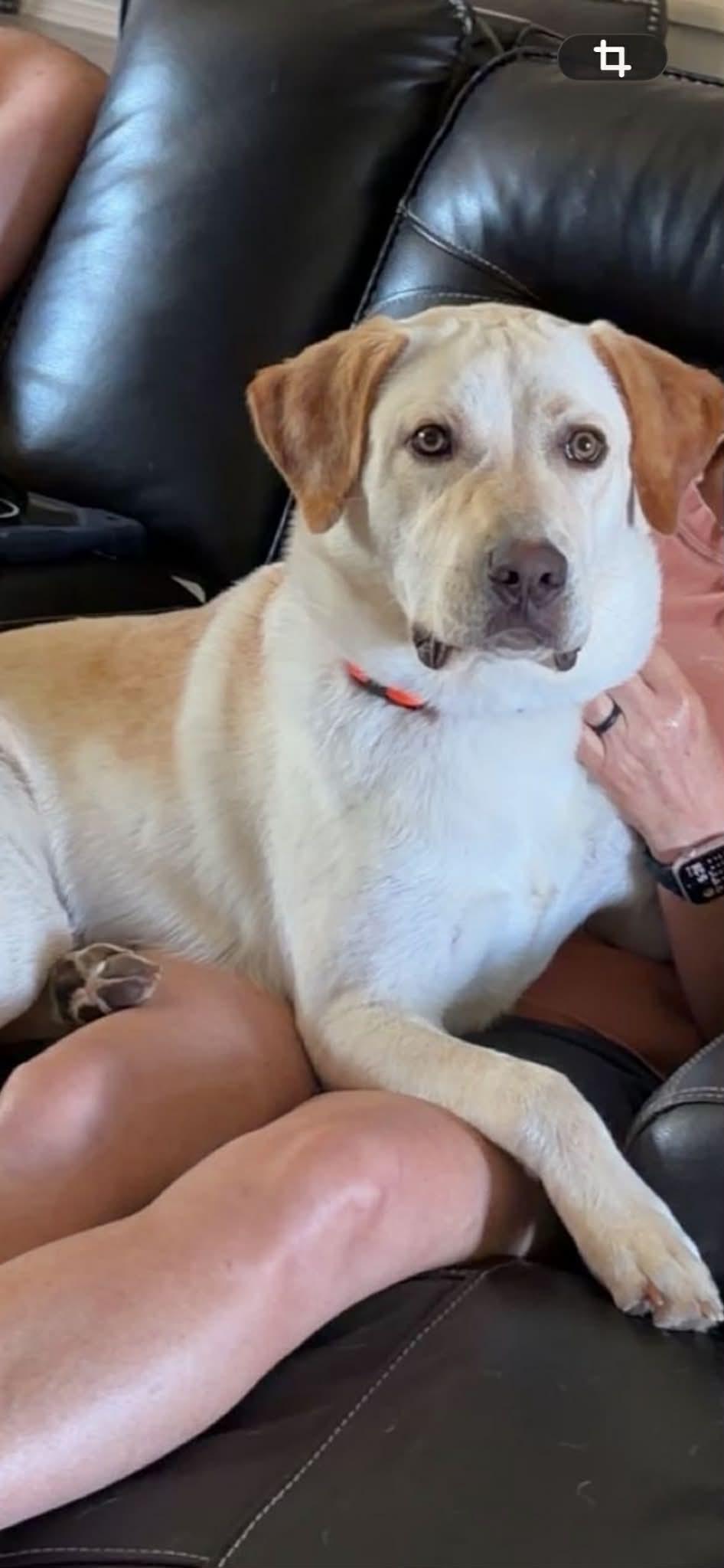 Enlarge Roscoe, an adoptable mixed breed in Temple, TX image 2/6