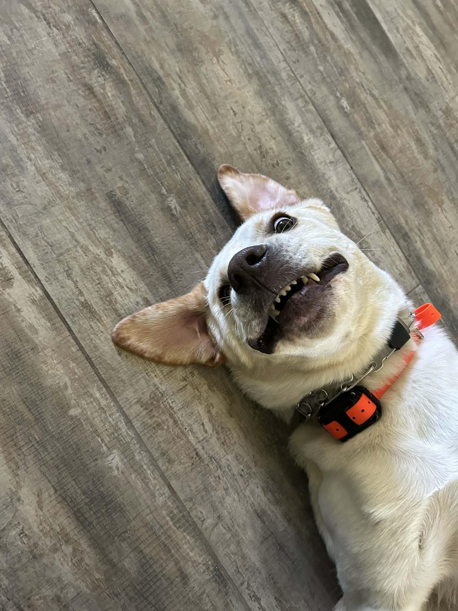 Enlarge Roscoe, an adoptable mixed breed in Temple, TX image 4/6