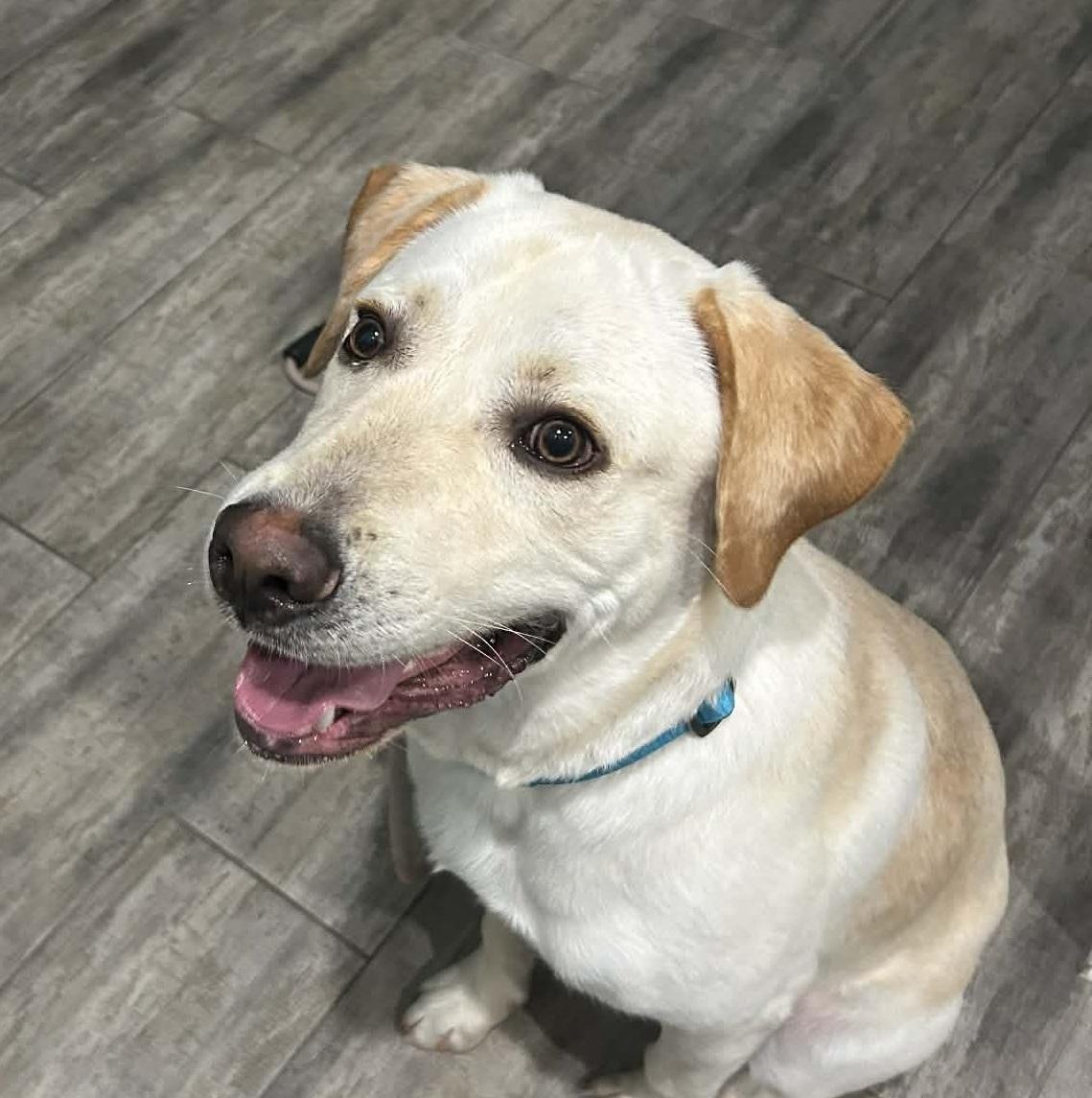 Roscoe, ADOPTABLE, Young Male Labrador Retriever.