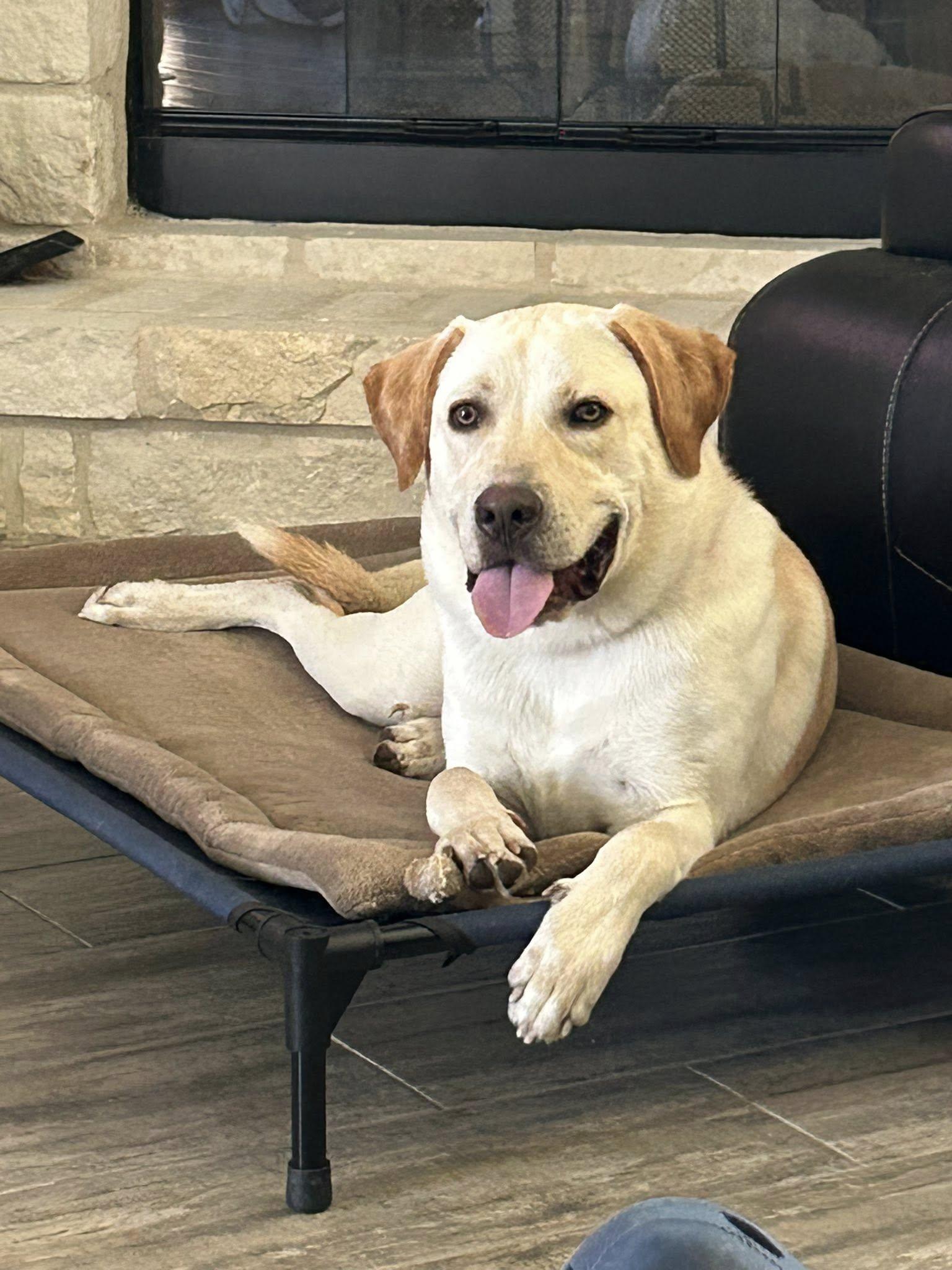 Roscoe, adoptable, Young Male Labrador Retriever.