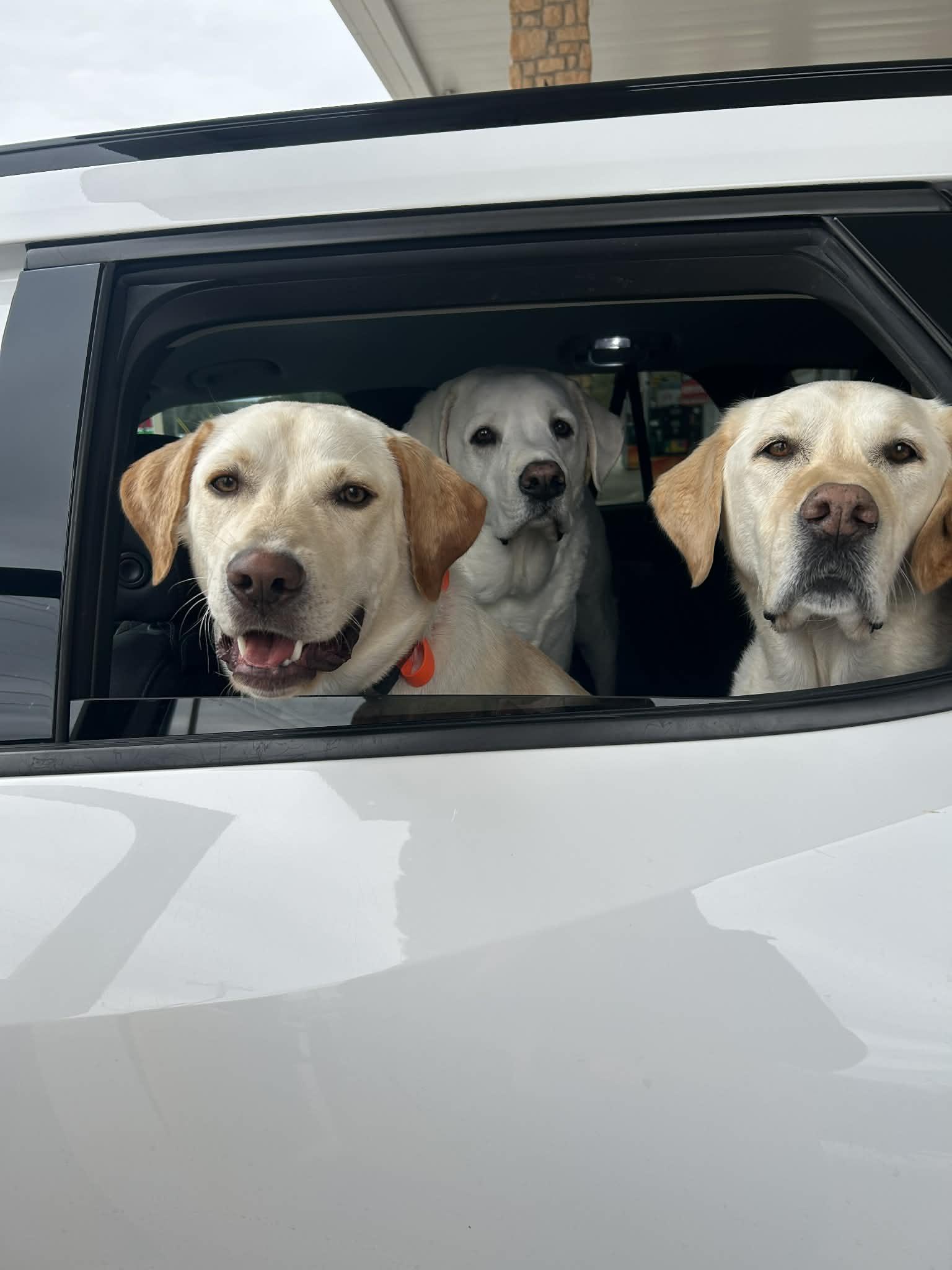 Enlarge Roscoe, an adoptable mixed breed in Temple, TX image 5/6